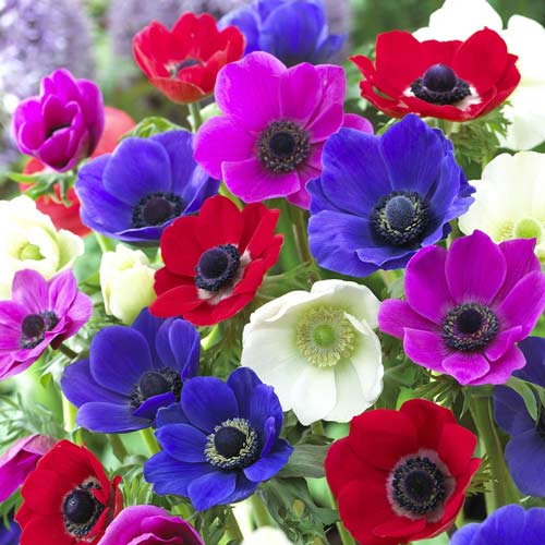 Anemone de vânzare la ghiveci, mix ❤️ FloraPris