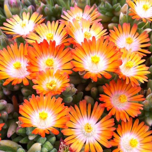 Floarea de cristal portocalie (delosperma) de vânzare la ghiveci ❤️ FloraPris