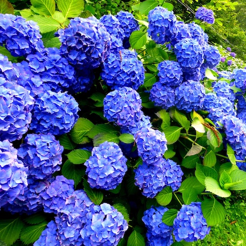 Hortensie albastră EARLY BLUE, în ghiveci. Preț bun ❤️ FloraPris