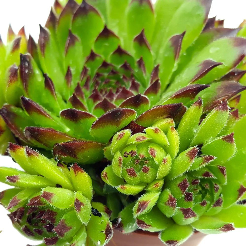 fly trap plants for sale Venus Fly Trap Plant For Sale  Logee's Plants