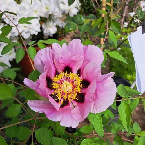 Bujor arbustiv roz de vanzare ghiveci ❤️ FloraPris