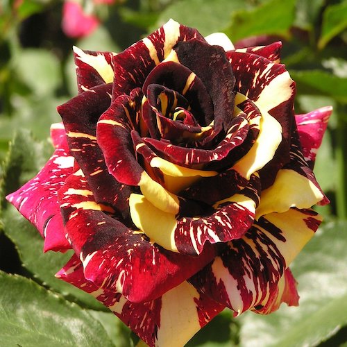 Trandafir Hocus Pocus la ghiveci cu preț mic ❤️ FloraPris