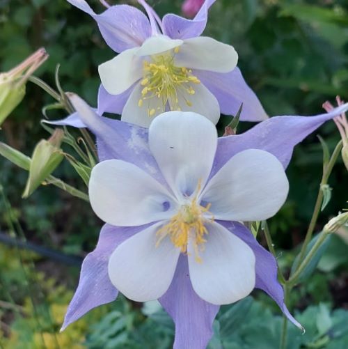 Căldărusă albastru cu alb de vânzare la ghiveci ❤️ FloraPris