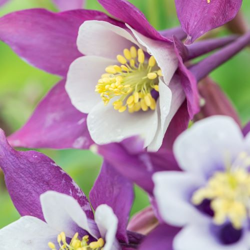 Căldărusă violet cu alb la ghiveci ❤️ FloraPris