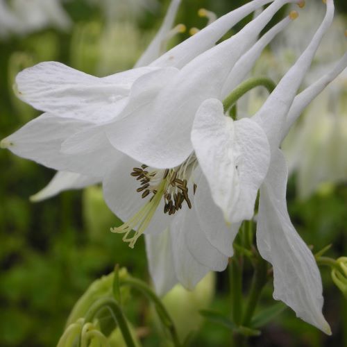 aquilegia alba caldarusa de vânzare la ghiveci ❤️ FloraPris