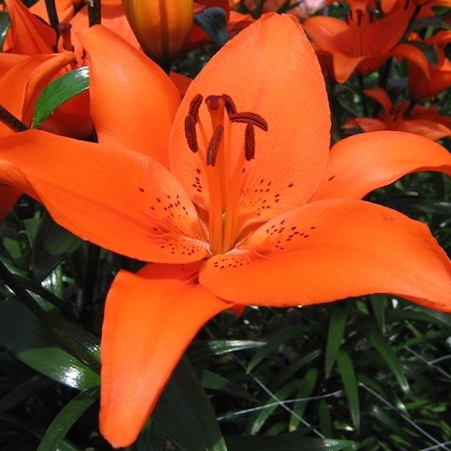 Bulbi de crini portocalii Tresor ❤️ FloraPris
