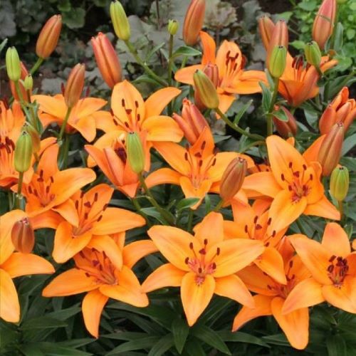 Oferta Bulbi Crini portocalii Tresor ❤️ FloraPris