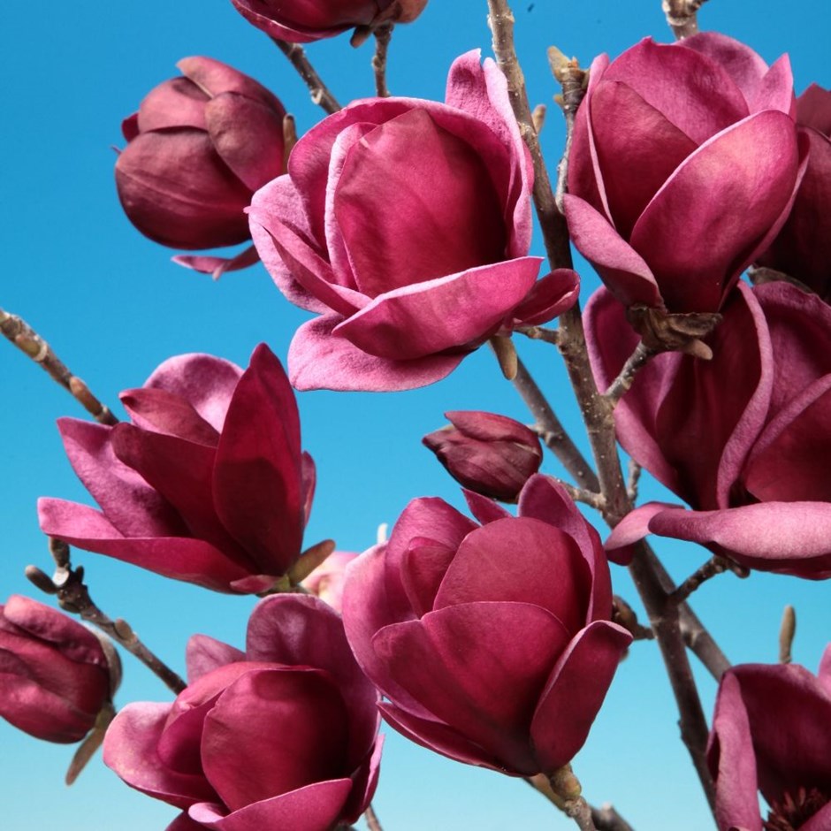 Magnolie Black Tulip ❤️ FloraPris