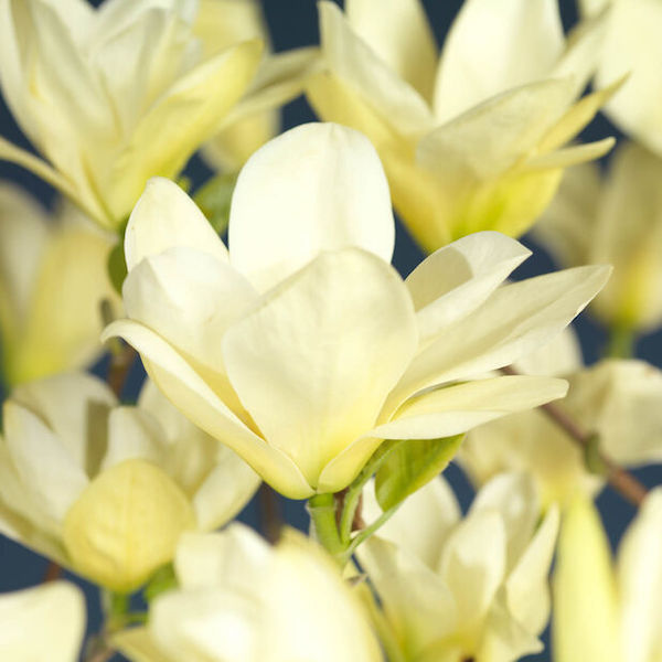 Magnolie galbena Yellow River ❤️ FloraPris