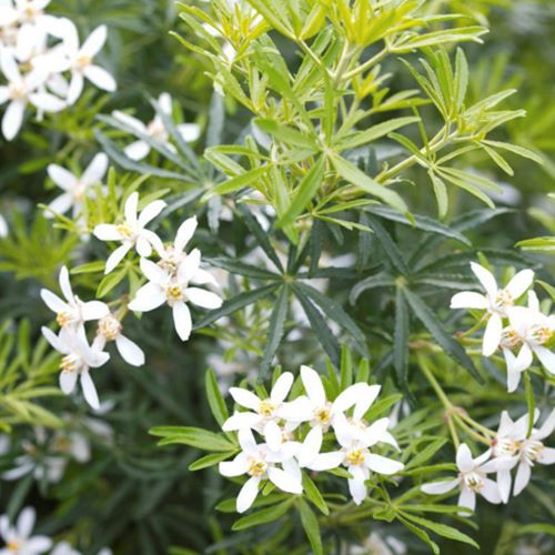 Choisya White Dazzler de vanzare, pret bun ❤️ FloraPris