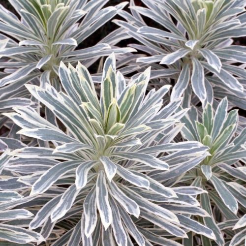 Euphorbia Silver Swan cu pret bun. Perene veșnic verzi ❤️ FloraPris