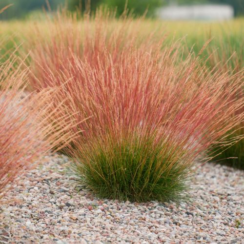 Iarba decorativă Festuca Glauca Sunrise de vanzare, pret bun ❤️ FloraPris