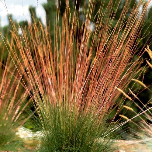 Iarba decorativă Festuca Glauca Sunrise de vanzare ❤️ FloraPris