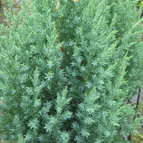 Juniperus Chinensis Stricta de vanzare în ghiveci ❤️ FloraPris