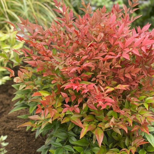 Nandina Gulf Stream ❤️ FloraPris