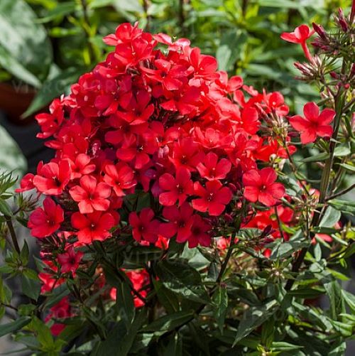 Phlox Flame Red de vanzare la ghiveci cu pret bun ❤️ FloraPris