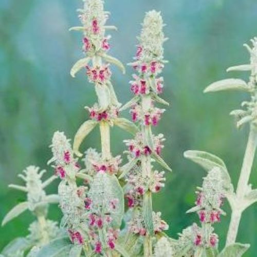 Stachys Primrose Plante decorative prin frunze ❤️ FloraPris