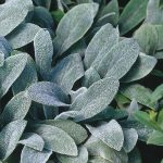 Stachys Silver Carpet de vanzare ❤️ FloraPris