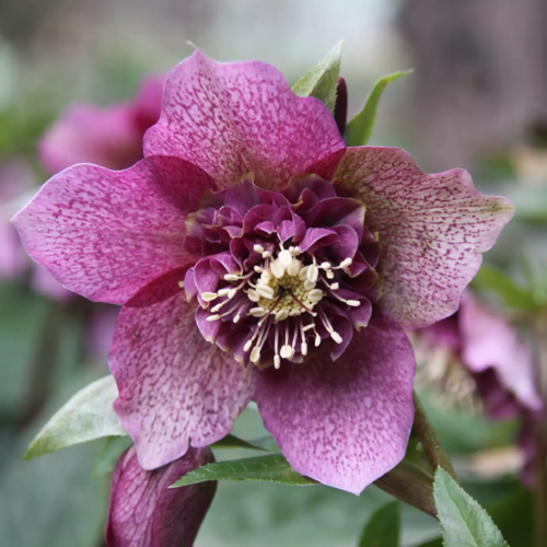 Helleborus Tutu de vânzare la ghiveci, preț bun. Veșnic verde ❤️ FloraPris