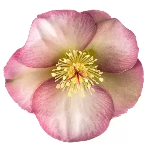 Helleborus roz de vânzare la ghiveci ❤️ FloraPris