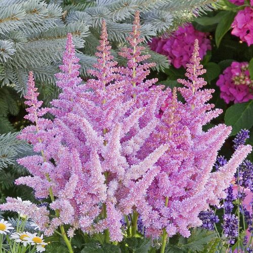 Astilbe de vânzare la ghiveci, preț bun, Perene de umbră ❤️ FloraPris