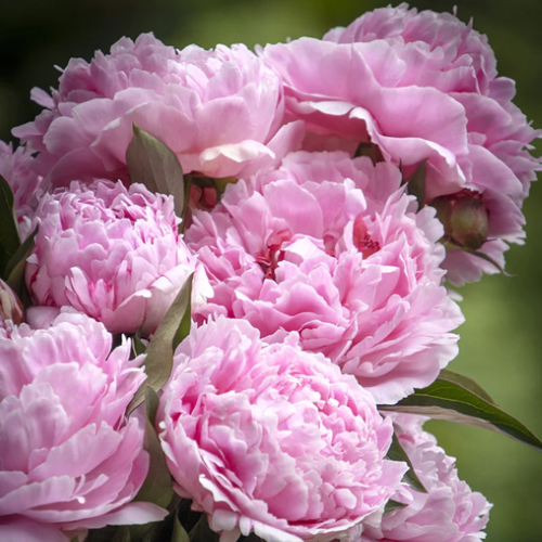 Bujor Sarah Bernhardt de vânzare la ghiveci ❤️ FloraPris