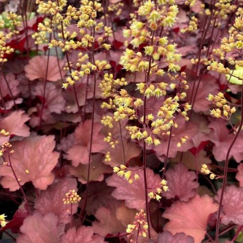 Heuchera Princess Leila la ghiveci de 17 cm