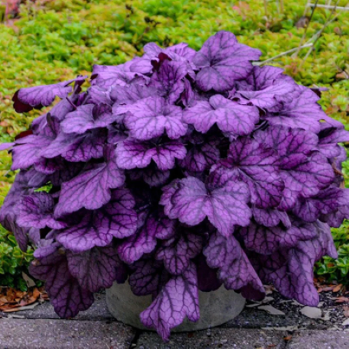 Heuchera Wild Rose de vânzare la ghiveci ❤️ FloraPris Heuchera Wild Rose de vânzare la ghiveci ❤️ FloraPris