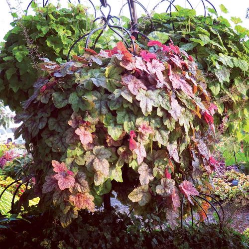 Heucherella Cascade de vânzare ❤️ FloraPris