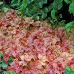 Heucherella Cascade la ghiveci ❤️ FloraPris