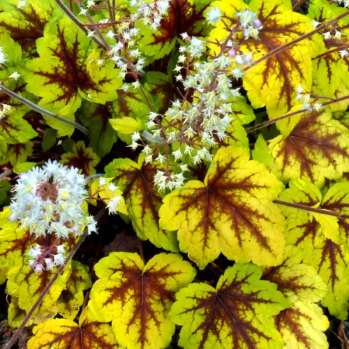 Heucherella Stoplight de vânzare la ghiveci ❤️ FloraPris