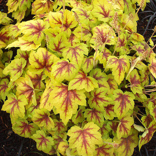 Heucherella Stoplight de vânzare la ghiveci. preț bun ❤️ FloraPris