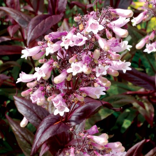 Penstemon Dark Towersde vânzare la ghiveci, preț bun ❤️ FloraPris