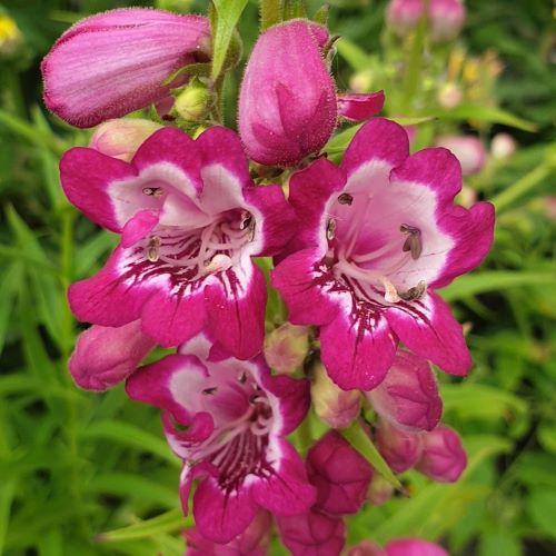 Penstemon Harlequin Magenta de vânzare la ghiveci, preț bun ❤️ FloraPris