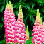 Planta Lupin de vânzare pret bun ❤️ FloraPris