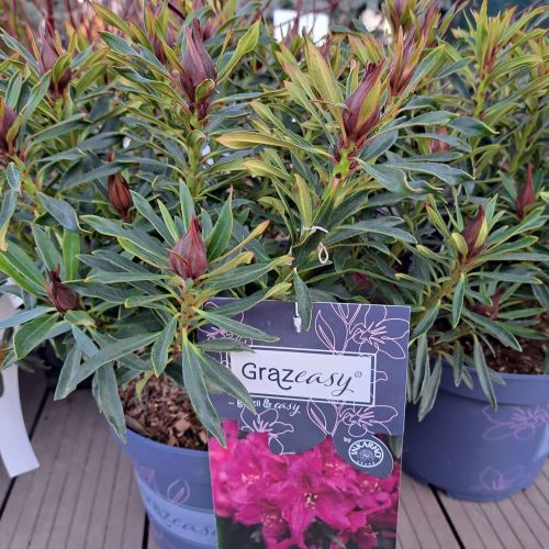 Rhododendron Grazeasy de colecie. NOU! Pre bun  FloraPris