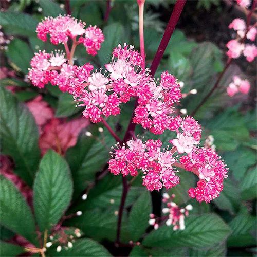 Rodgersia de vânzare la ghiveci, preț bun. Plante cu flori ❤️ FloraPris