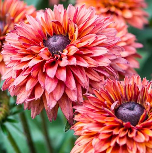 Rudbeckia Orange de vânzare la ghiveci, preț bun ❤️ FloraPris