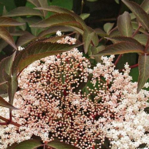 Sambucus Milk Chocolate ornamental de vânzare ❤️ FloraPris