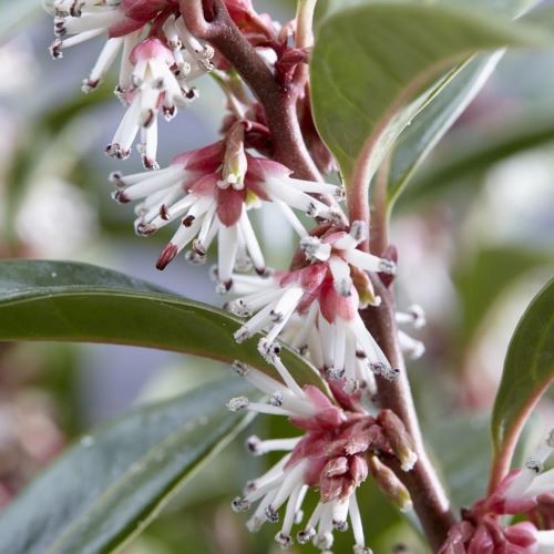 Sarcococca Winter Gem de vânzare. Parfumată ❤️ FloraPris plus