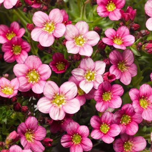 Saxifraga roz la ghiveci, cu preț bun ❤️ FloraPris