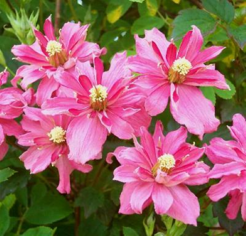 Clematis Montana Broughton Star la ghiveci, preț bun ❤️ FloraPris