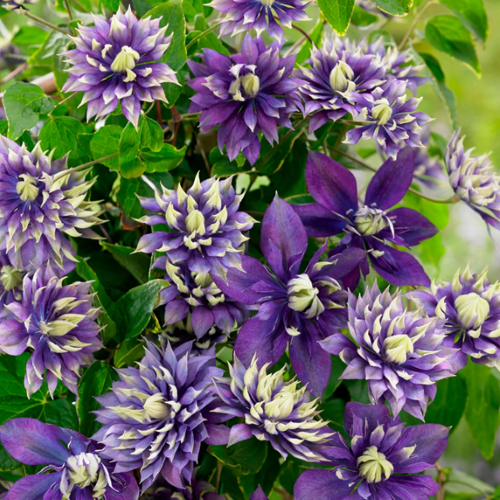 Clematis Taiga de vânzare la ghiveci ❤️ FloraPris