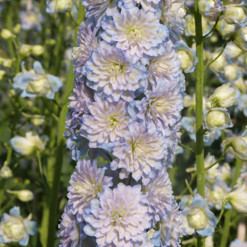 Delphinium Moonlight de vânzare cu preț bun ❤️ FloraPris