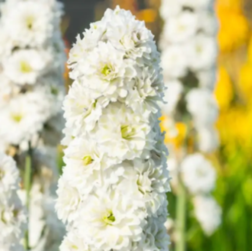 Delphinium Samba de vânzare la ghiveci cu preț bun ❤️ FloraPris