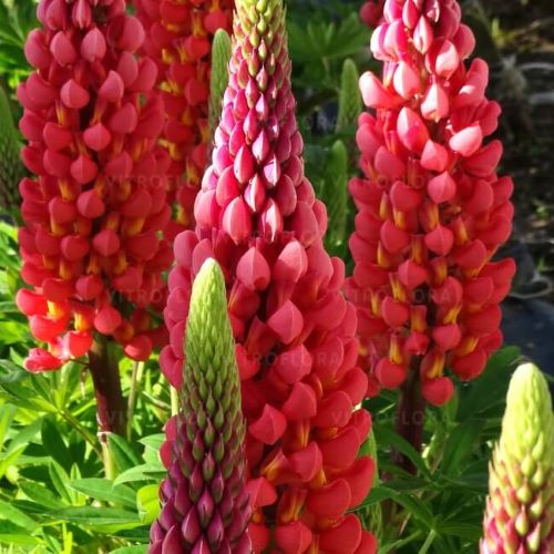 Lupin Towering Inferno de vânzare la ghiveci, preț bun ❤️ FloraPris