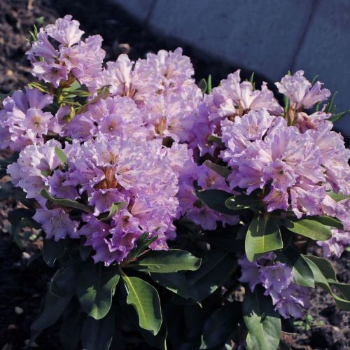 Rhododendron Dufthecke Lila de colecie. Pre bun  FloraPris