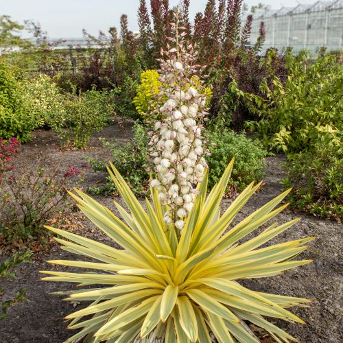 Yucca Gloriosa de vânzare la ghiveci, preț bun ❤️ FloraPris