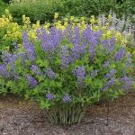 Baptisia de vânzare la ghiveci ❤️ FloraPris