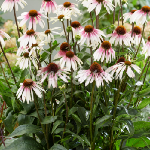 Echinacea Pretty Parasols de vânzare la ghiveci ❤️ FloraPris